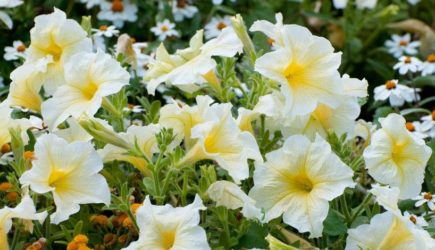 Когда и как нужно черенковать петунию