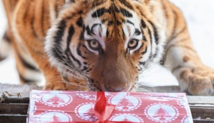 Этим 3 Знакам Зодиака Тигр принесет удачу в 2022