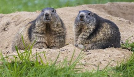 &laquo;Самая сильная армия Европы&raquo; вынудила своих бойцов есть сурков и зайцев