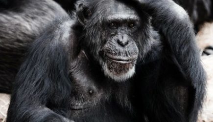 Будет ли пандемия? Прогноз специалистов о распространении оспы обезьян в России