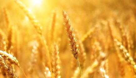 От России требуют кормить весь мир бесплатно