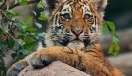 Тигры и Леопарды