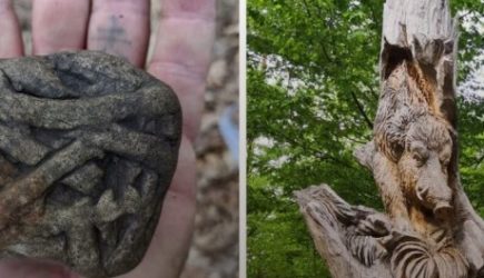 10 неожиданных находок в лесу, которые поставили людей в тупик