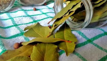 Вы заварите лавровый лист и выпейте отвар на ночь: эффект удивит