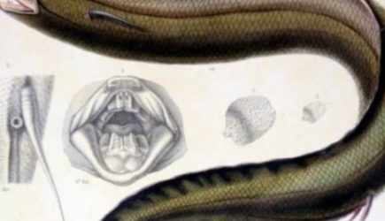 Страшнее ночного кошмара: фермеры нашли на поле чудо эволюции — тело змеи, а зубы человека