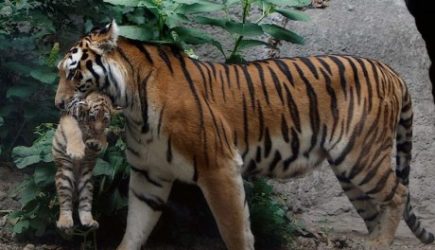 Все животные зоопарка были вывезены еще 2022 году