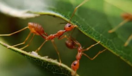 Как прогнать садовых муравьев с дачного участка без химии