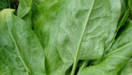 Ученым стало не до сна, когда они выяснили это про щавель