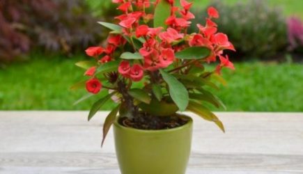 Зеленые обереги: 7 растений, которые украсят дом и помогут защититься от несчастий