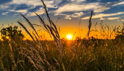 США будут в ярости: Россия меняет мировой рынок зерна