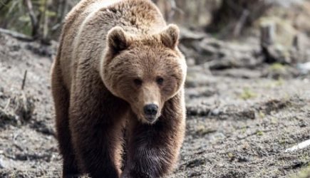 Медведь, у которого сгорела берлога, пришел к пожарным