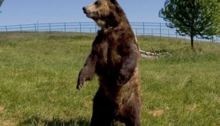 Таинственный двуногий &laquo;медведь&raquo; обитает в районе австралийского городка Гайндах