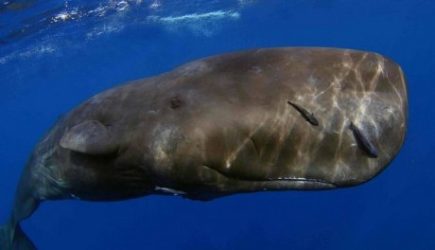 Кашалот подплыл к людям моля о помощи &ndash; дайверы помогли великану и вот, что случилось потом