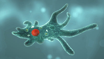 Aмебa, которая проникает в мозг человека