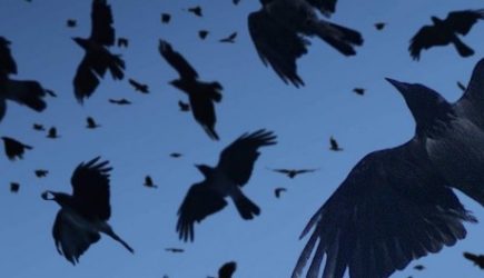 Орнитолог объяснила стаи кружащих ворон над Киевом