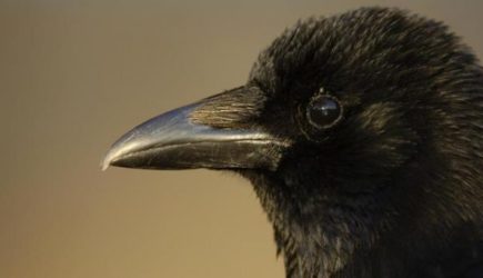 Нечистая сила разгулялась в Киеве. Украинцев напугало зловещее предзнаменование