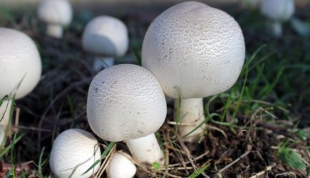 В Москве выросли шампиньоны