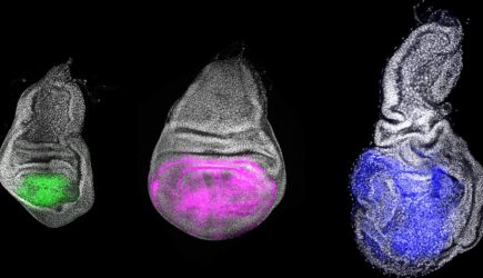 У насекомых нашли ген молодости