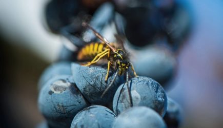 Что делать при укусе осы, пчелы или шмеля? Первая помощь при укусе насекомых и как защититься от ос, пчел и шмелей