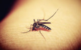 Названа группа людей, которую больше всего любят комары