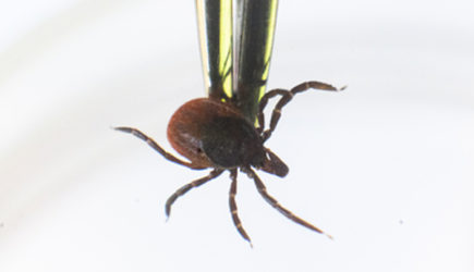 Клещи гибнут в первую минуту: копеечное средство защищает лучше всех магазинных аэрозолей