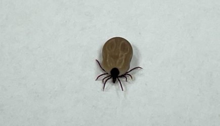 «Это отпугивает клещей»: 2 способа избежать укуса