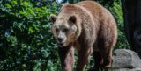 Врач предупредил любителей медвежатины о риске появления червей в сердце