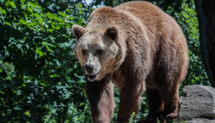 Врач предупредил любителей медвежатины о риске появления червей в сердце