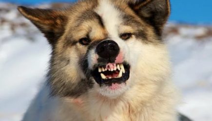 Лучшие малоизвестные породы собак для семьи с детьми: идеальные компаньоны для вашего дома