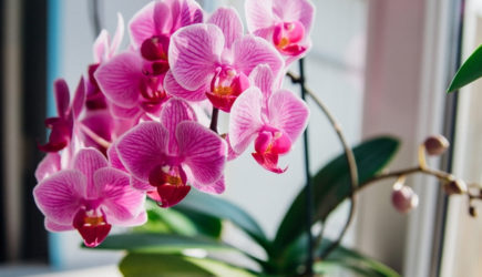 Блестящий трюк для орхидей. Сбрызните им, и они будут покрыты цветами