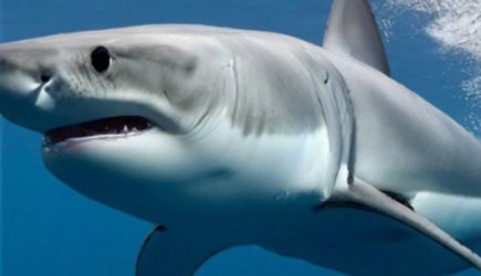 Акулы вновь нападают на людей! Где случилась новая трагедия