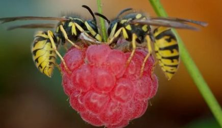 Оса залетела россиянке в рот &mdash; женщина умерла на месте