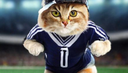 Вася — кот-игрок