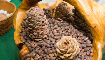 Кедровые шишки из ХМАО тоннами вывозят в Китай