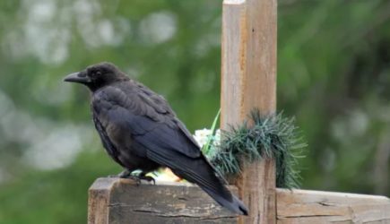 Воронов не зря называют &laquo;вестниками смерти&raquo;: вот причина