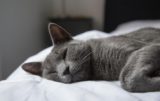Медики предупредили: если кот спит в вашей постели &#8212; это неспроста