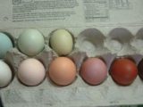 Коричневые яйца полезнее белых?