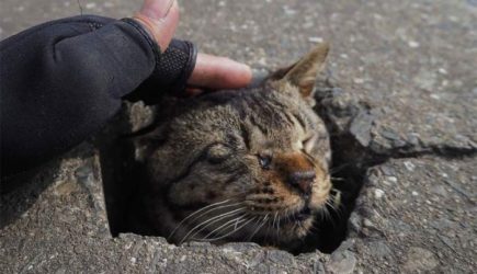 &laquo;Кладбище домашних животных&raquo; в реальном мире: захороненный кот, утром вернулся домой