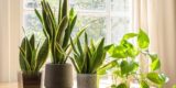 Эти 3 комнатных растения растут в домах миллионеров: приносят богатство и удачу