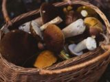 Какие съедобные грибы на самом деле едят только русские