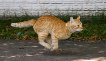 Находчивый кот погулял под зонтом во время дождя &ndash; видео