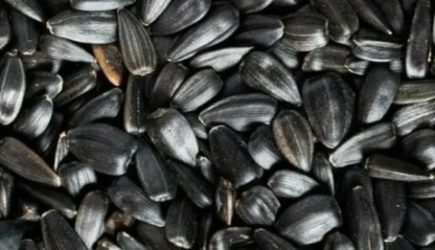 Диетолог указала на неочевидную пользу семечек