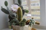 Это ждет всех у кого дома растет кактус: не обрадуетесь &#8212; это точно