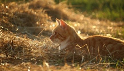 7 интересных фактов, как кошки улучшают жизнь людей