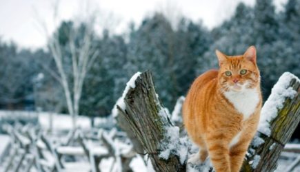 Простые способы показать кошке, что вы ее цените