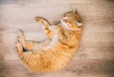 Почему кошки так любят лежать на полу