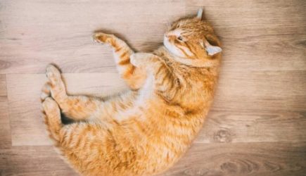 Почему кошки так любят лежать на полу