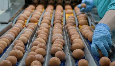 Российские производители курятины и яиц рассказали о проблемах с деньгами