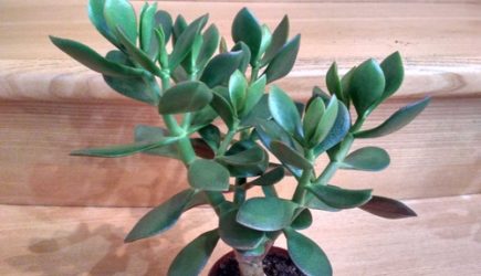 Тихий убийца в горшке: почему этот цветок лучше выбросить