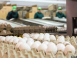 Минсельхоз раскрыл, когда цены на куриные яйца станут прежними